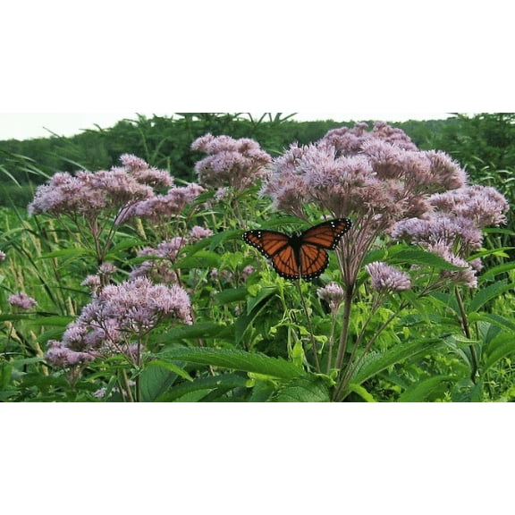 2 Baby Joe Eupatorium Plants in Separate 4 inch containers- Daylily Nursery