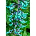 thumbnail image 2 of Engelbrecht, Lisa S. 13x18 Black Ornate Wood Framed with Double Matting Museum Art Print Titled - Jade vine, 2 of 4