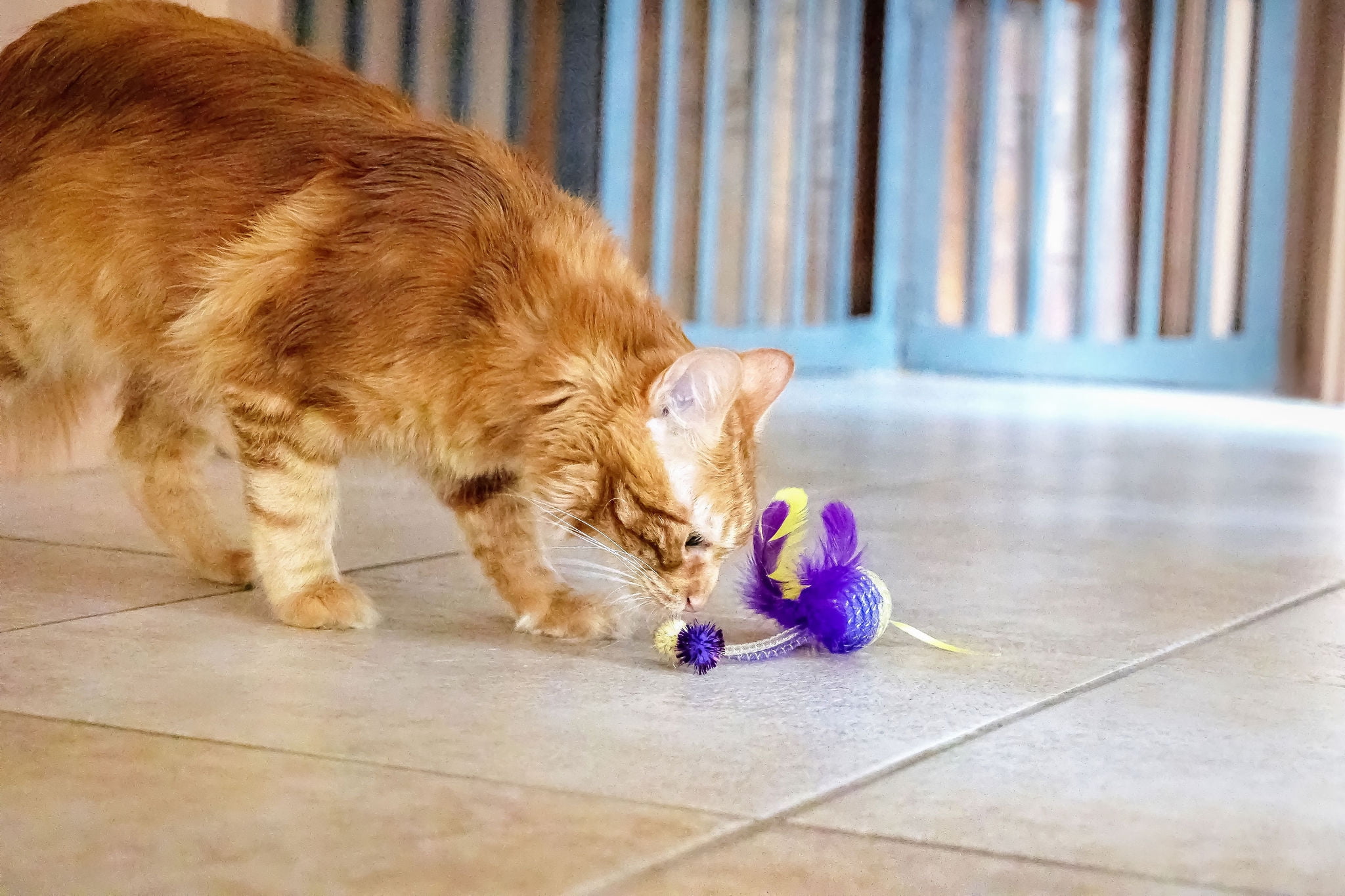(2 pack) Vibrant Life Mesh Feather Ball Cat Toy, Purple/Yellow