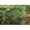thumbnail image 4 of Expert Gardener 1QT Hosta Green Perennial Live Plants, 4 of 6