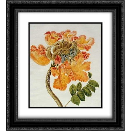 African Tulip 2x Matted 20x22 Black Ornate Framed Art Print by English (Best English Accent In Africa)