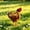 Yellow, variant on Upgrade Waterproof Hen Saddle, Protective Pinafore Vest for Chickens Ducks Geese, Anti-Pecking Cape for Backyard Flock, 12.40x9.45in B