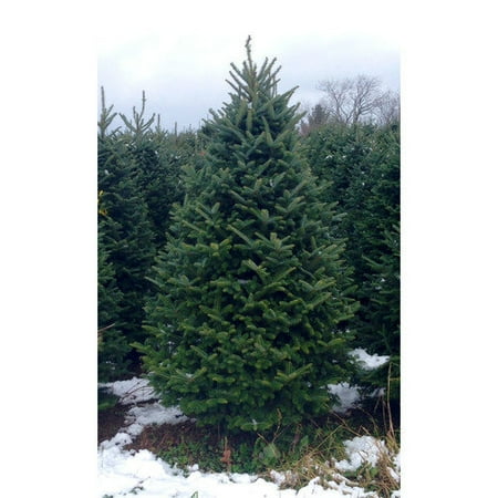 real christmas trees delivered 5 5 6 green fir freshly real christmas trees delivered 5 5 6 green fir freshly