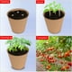 thumbnail image 5 of Nvzi 50 macetas de turba espesa, kit de inicio de plántulas de plantas biodegradables y ecológicas de 3,15 pulgadas, bandejas de germinación de semillas, 5 of 5