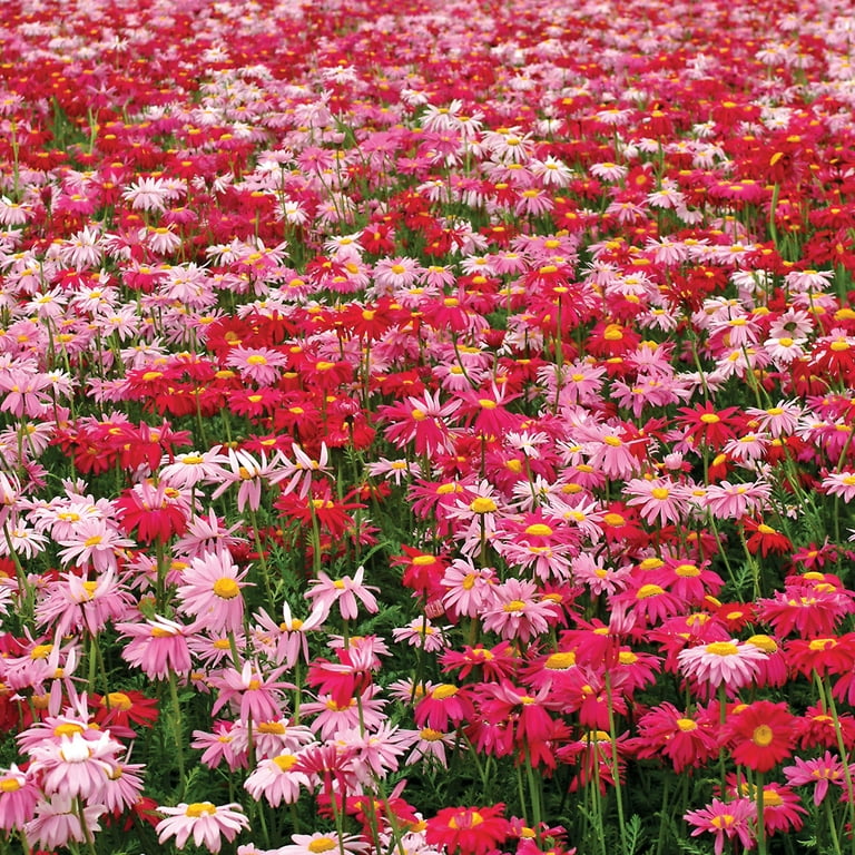 Burpee 145 mg Giant Mixed Colors Painted Daisy Flower Seed