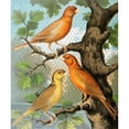 thumbnail image 3 of W. A . Blakston 20x23 Black Modern Framed Museum Art Print Titled - Cinammon Canaries (1878), 3 of 5