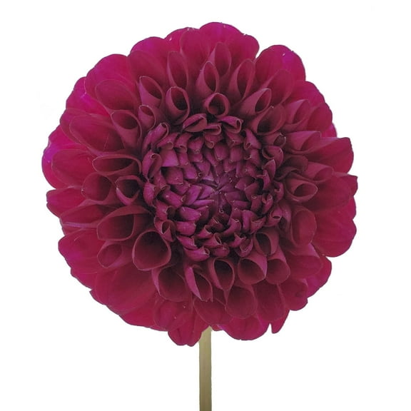 Hot Pink Dahlias - 40-50 cm - Fresh Cut Flowers - 160 Stems - Dahlias - by Bloomingmore
