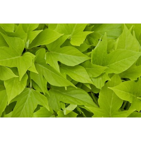RedCrocus Sweet Georgia Light Green' Sweet Potato Vine Ipomoea - Fast-Growing Trailing Plant for Gardens & Containers, Full Sun to Partial Shade, Pet Friendly, Deer Resistant 4.5" Pot (Pack