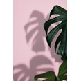 thumbnail image 2 of 1x Studio III 23x32 Black Ornate Wood Framed with Double Matting Museum Art Print Titled - Monstera Pink 09, 2 of 4