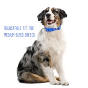 BrybellyHoldings ACLR-103 Medium Adjustable Reflective Dog Collar - Blue