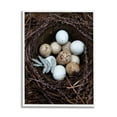 thumbnail image 5 of Stupell Industries Close Up Bird Eggs Nest Wildlife Nature Photography Photograph White Framed Art Print Wall Art, Design by Tania Soderman, 5 of 5