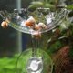 thumbnail image 4 of Platos acrílicos transparentes para comida de camarones, cuenco de alimentación para camarones, suministros ornamentales, 4 of 7