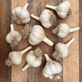 thumbnail image 2 of 4 German Garlic Bulbs for Planting and Gardening, Hardneck Garlic Tubers, Heirloom White Garlic Bulbs, 2 of 5