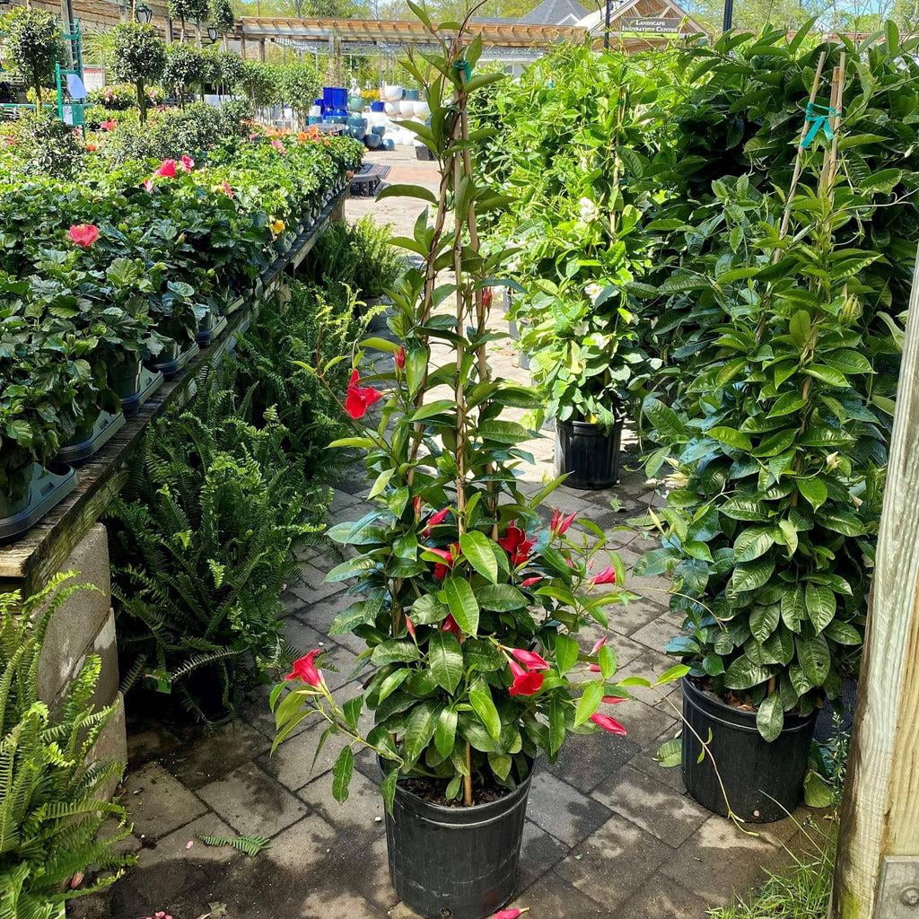 Jury's Yellow Camellia Japonica Starter Plant - 4L Pot Size, Evergreen Flowering Shrub