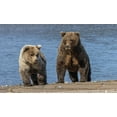 thumbnail image 2 of Jones, Adam 32x21 Black Ornate Wood Framed with Double Matting Museum Art Print Titled - Grizzly bear cub and adult female-Lake Clark National Park and Preserve-Alaska-Silver Salmon Creek, 2 of 4