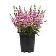 Element 13" Pink Angelonia Live Plants Pot (4 Pack)