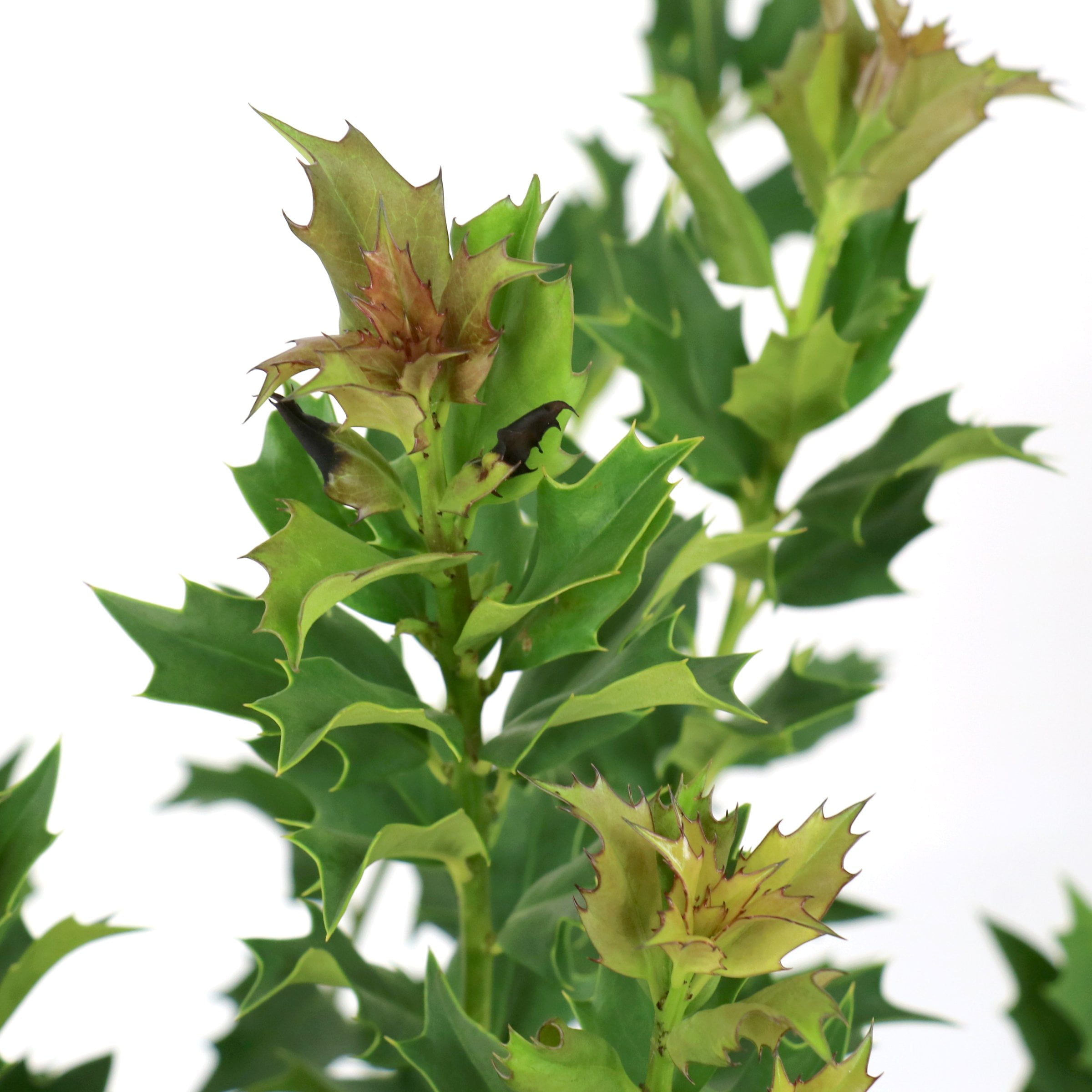 National Plant Network 3 gal. Ilex Green Flame Shrub