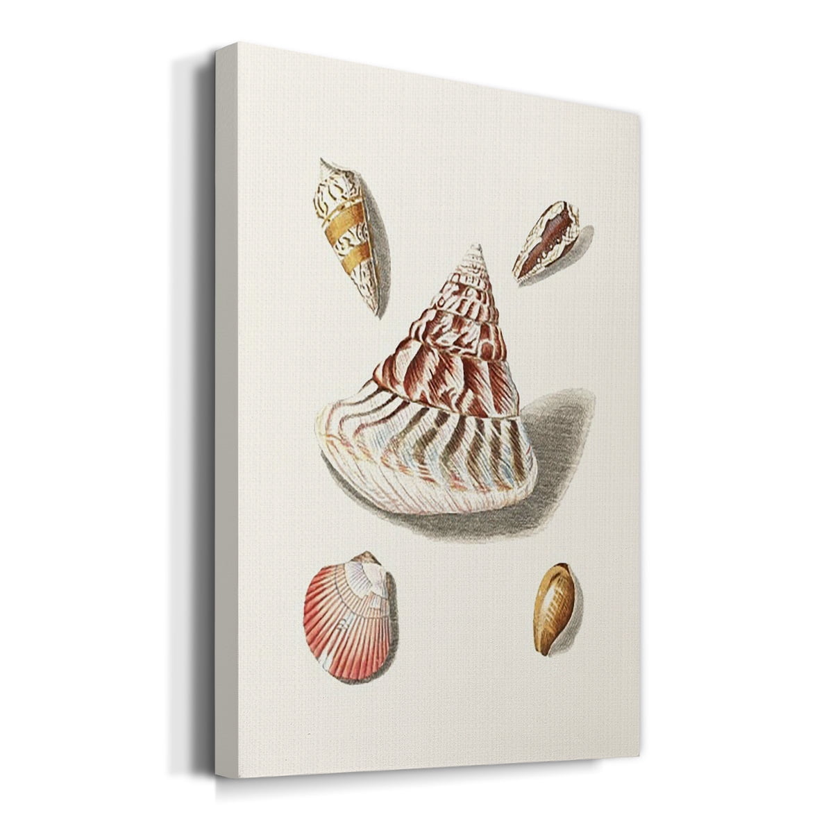 Pastel Knorr Shells VII Premium Gallery Wrapped Canvas - Ready to Hang
