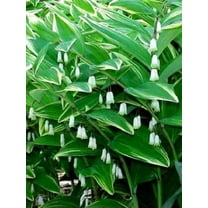 15 SOLOMONS SEAL Polygonatum Canaliculatum Flower Seeds