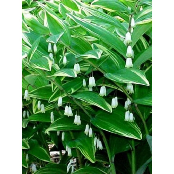15 SOLOMONS SEAL Polygonatum Canaliculatum Flower Seeds