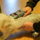 thumbnail image 5 of Cepillo de peine para el cuidado de mascotas, herramienta multifuncional de masaje con cuña de hierba gatera para relajación de cachorros, pasadores de silicona Extra suaves con clip para el cabello, 5 of 5