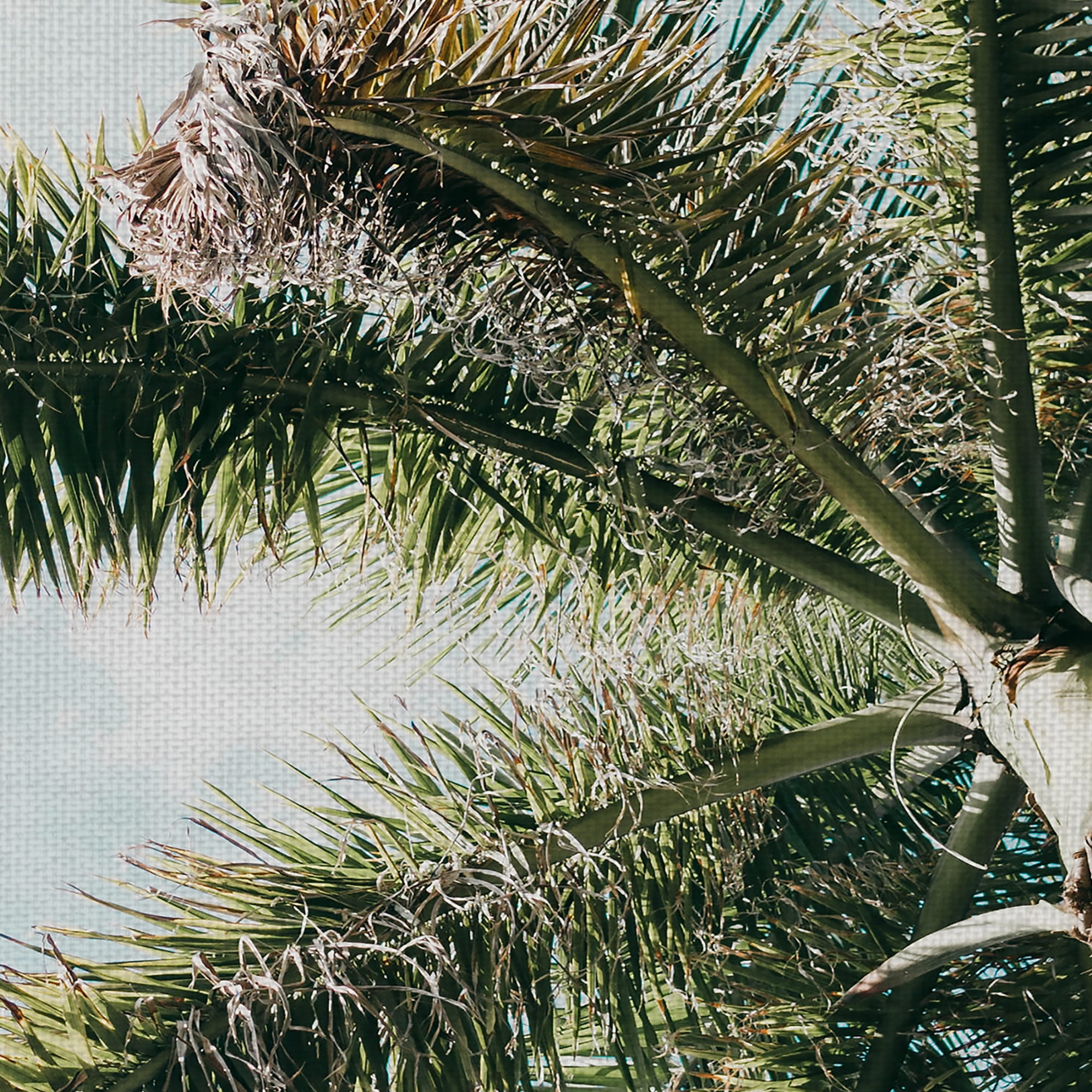 Masterpiece Art Gallery Skyward Palm Tree By Andrik Langfield Canvas Art Print 18" x 24"
