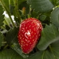thumbnail image 4 of Expert Gardener 1PT Strawberry Edible Live Plant (6-Pk) Full Sun, 4 of 6