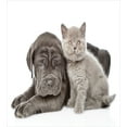 thumbnail image 3 of Dog and Cat Duvet Cover Set, Neapolitan Mastiff and a Grey Kitten Looking at Camera, Decorative 3 Piece Bedding Set with 2 Pillow Shams, King Size, Dark Grey Pale Taupe, by Ambesonne, 3 of 3