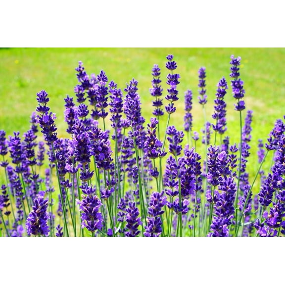 English Lavender Vera seeds/ Perennial/ Full Sun/ 7000 Seeds 1/4 oz/Zellajake Farm and Garden - B100