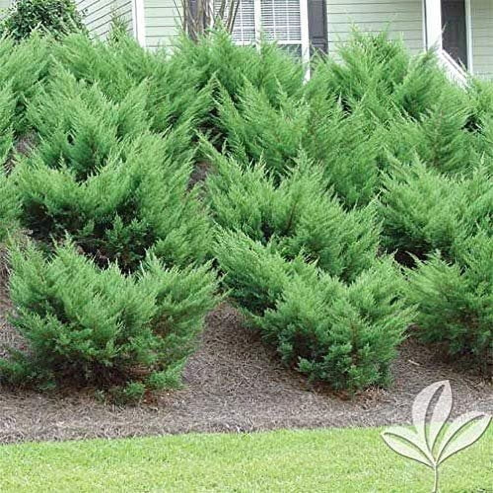 Sea Green Juniper - 20 Live Plants - Juniperus Chinensis - Hardy Evergreen Privacy Screen