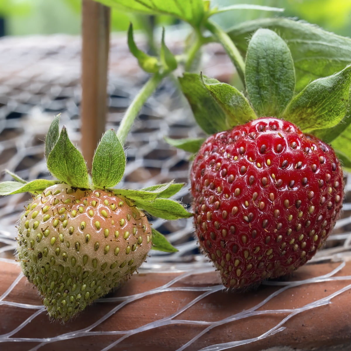 Van Zyverden Dayneutral Strawberries Albion Set of 20 Plant Roots White Full Sun