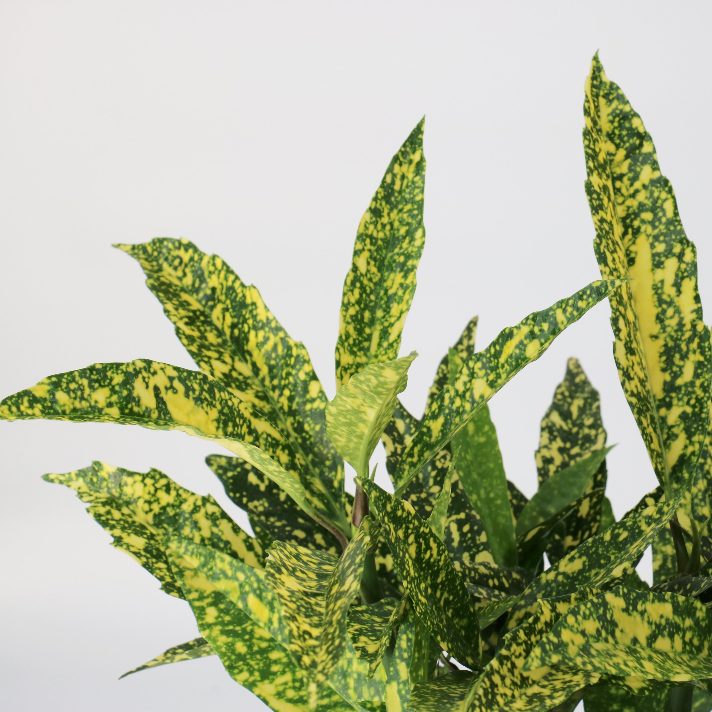 3 gal. Hosaba Hoshifu Acuba Shrub
