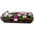 thumbnail image 4 of F PreFormed Replacement Coco Liner with Soil Moist for Window Basket, 4 of 9