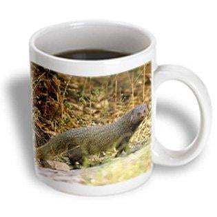 

3dRose Ruddy Mongoose Ranthambhore NP Rajasthan INDIA-AS10 POX0082 - Pete Oxford Ceramic Mug 11-ounce