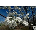 Bradford Pear Tree Seeds (Pyrus calleryana) "Callery" Fast Cold Hardy