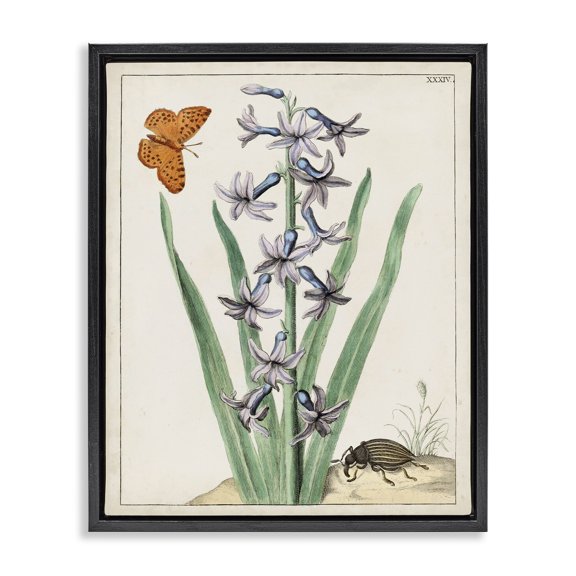 Stupell Industries French Country Vintage Plant & Beetle Black Floating Frame Canvas Art, 17 x 21, by World Art Group