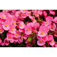 thumbnail image 2 of 10 HARDY BEGONIA Grandis Rose Pink Perennial Sun - Shade Flower Seeds, 2 of 11