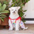 thumbnail image 4 of Vibrant Life Pineapple Tiered Pull Over Skirt Pet Dress for Dogs, Size Medium, 4 of 6