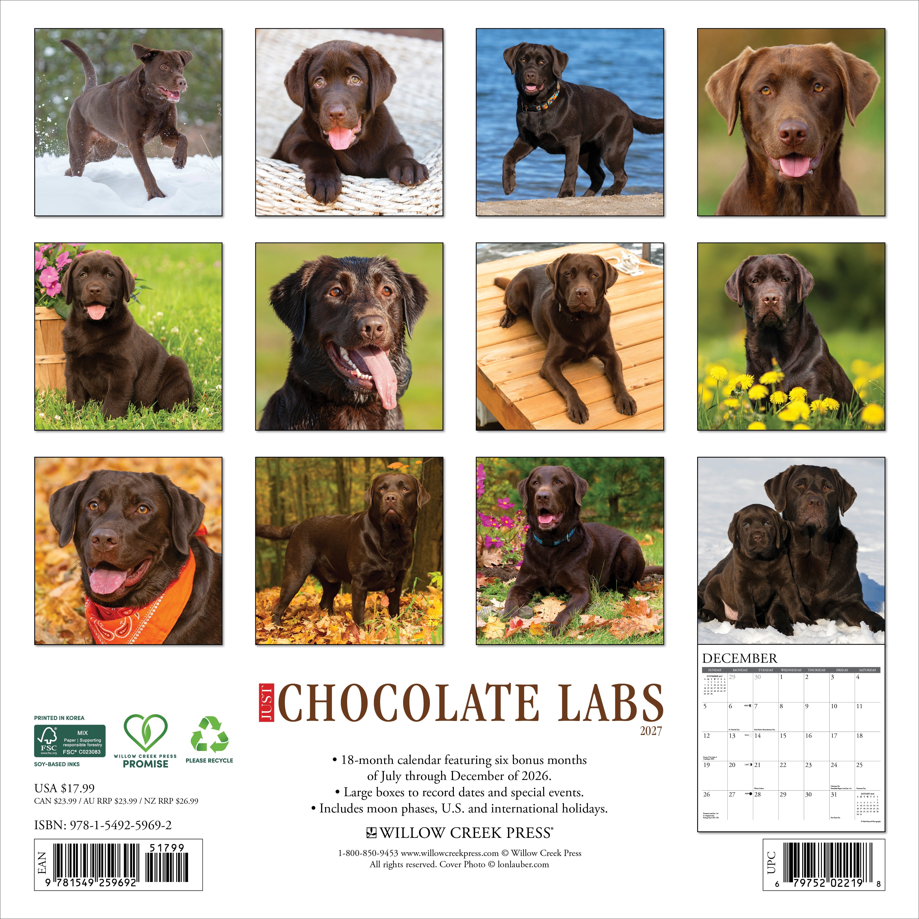 Willow Creek Press, Chocolate Labs 2027 Wall Calendar