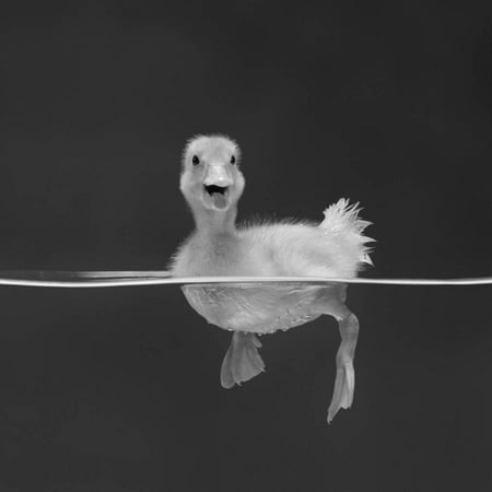 Patio Surface Ideas Uk Duckling Swimming on Water Surface, UK Whimsical Animal Photo Print Wall Art By Jane Burton ()