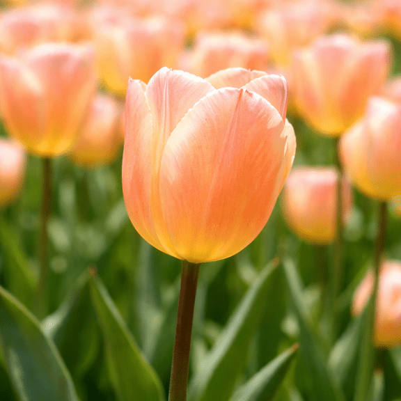 Apricot Beauty Triumph Tulip Bulbs for Planting - Easy to Grow Perennial Tulips - Soft Pastel Coloring (5 Bulbs)