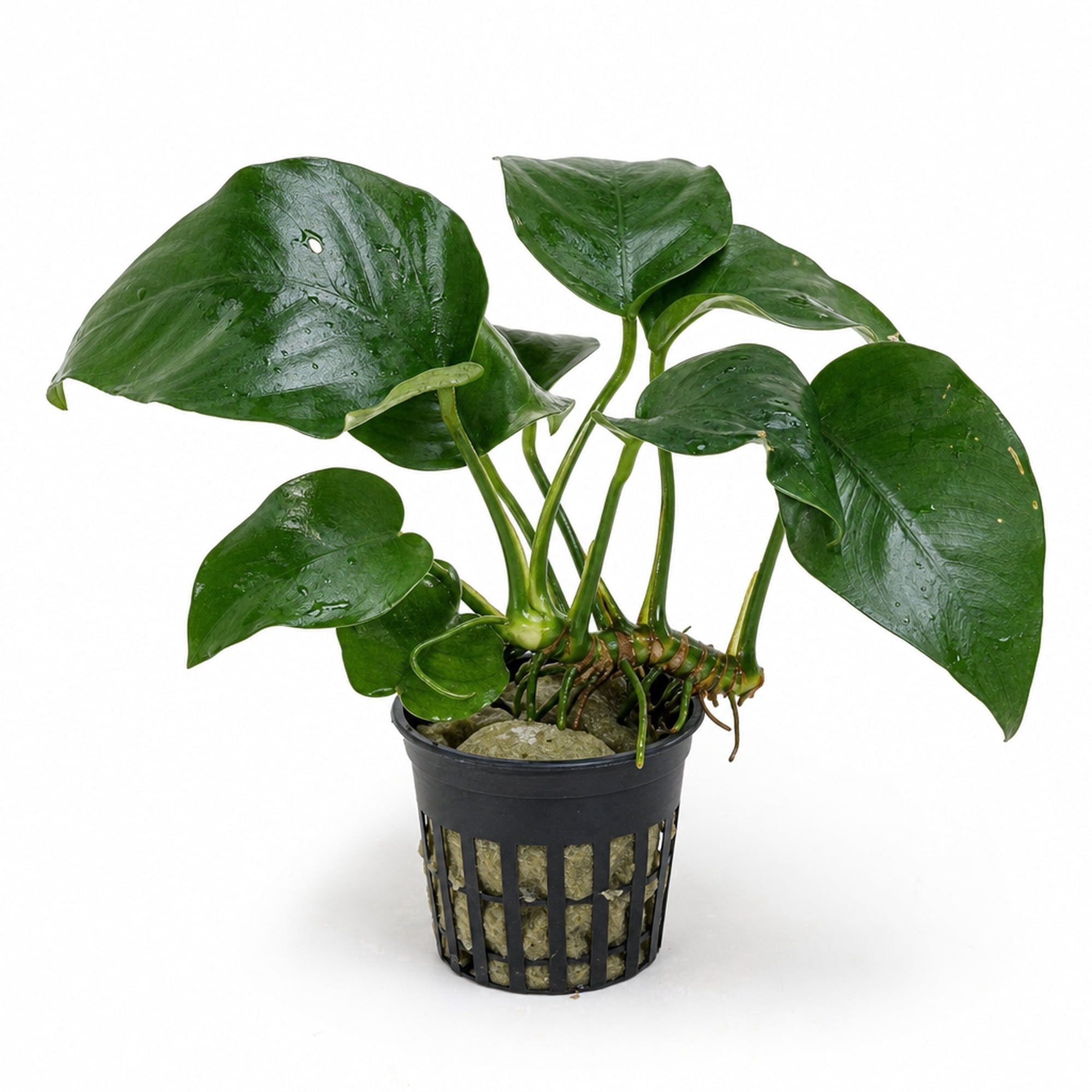 Canton Aquatics Anubias Barteri Rooted Live Plant, Green, 2 in Pot, 1 Count