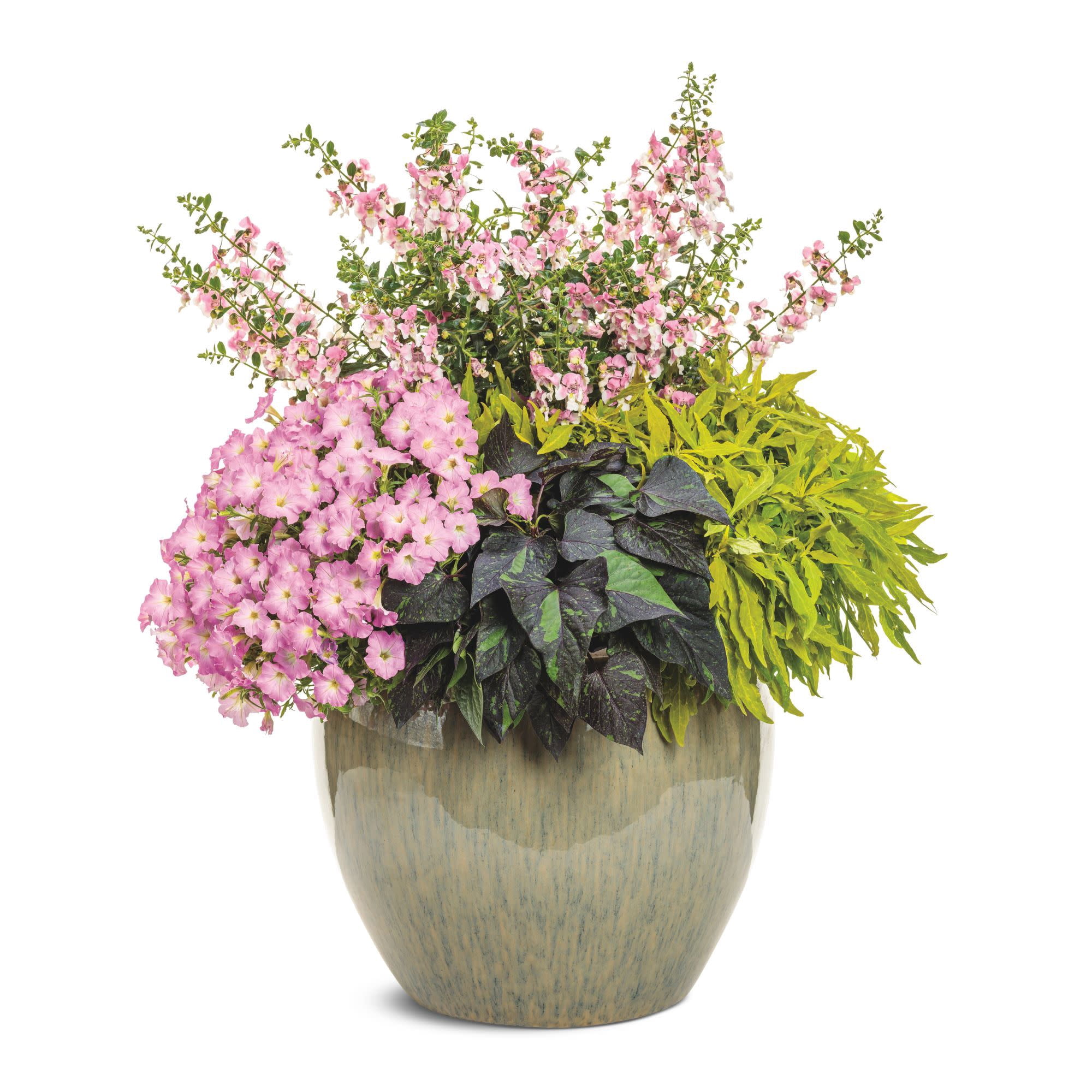 Proven Winners 4" Angelface Wedgewood Pink Summer Snapdragon Live Plant in 4.25" Pot (4 Count)