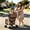 khaki + Carbon steel, variant on AUU 2-in-1 Double Pet Stroller for Small/Medium Dogs & Cats – Convertible Carrier & Tote with Foldable Frame, Shockproof Wheels, Safety Brakes & Fixed Leashes for Multi-Pet Homes