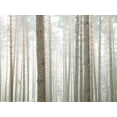 thumbnail image 2 of Frank, Assaf 24x19 White Modern Wood Framed Museum Art Print Titled - Tree trunks in frorest, 2 of 4