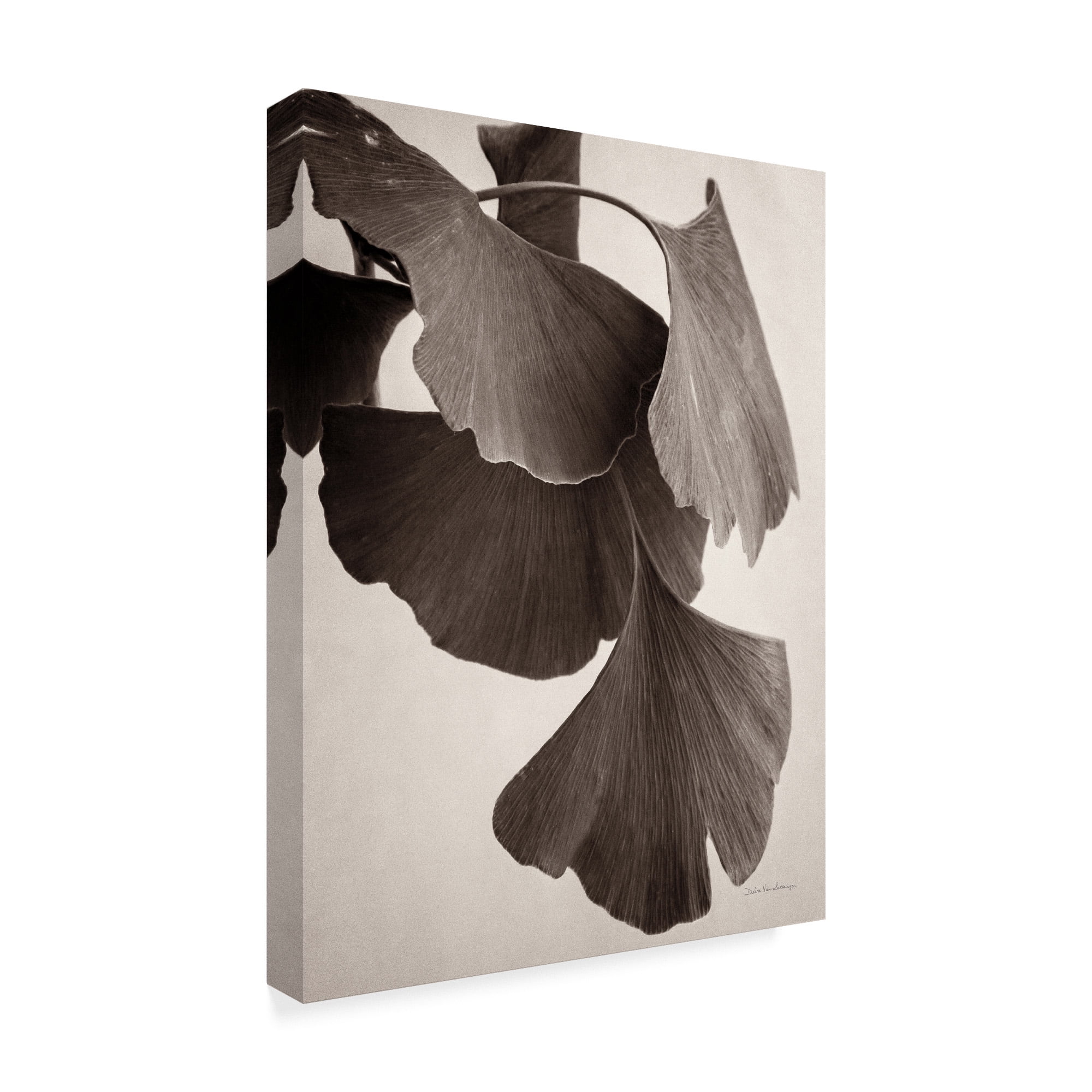 Trademark Fine Art 'Gingko Sepia' Canvas Art by Debra Van Swearingen