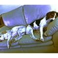 thumbnail image 2 of CafePress - Hard To Be A Dog Throw Blanket - Soft Fleece Throw Blanket, 50"x60" for All Ages, 2 of 4