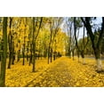 thumbnail image 2 of ABPHOTO 7x5ft Photography Backdrop Autumn Golden Leaves Trees Nature Travel Photo Background Backdrops, 2 of 4