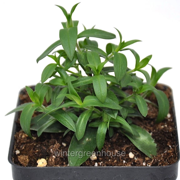 Phlox divaricata, Blue Moon, Woodland Phlox - Pot Size: 3.5in - Shade Plants