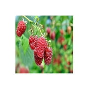 6 barerot plant Joan J Thornless Everbearing Red Raspberry -Huge 2 Yr.- High Yield, Great Flavor